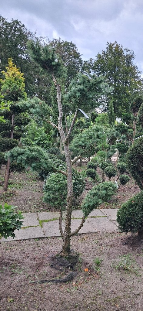 mooie grote larix bonsaivormsnoei 225 cm hoog, Tuin en Terras, Bloeit niet, Overige soorten, 100 tot 250 cm, Ophalen