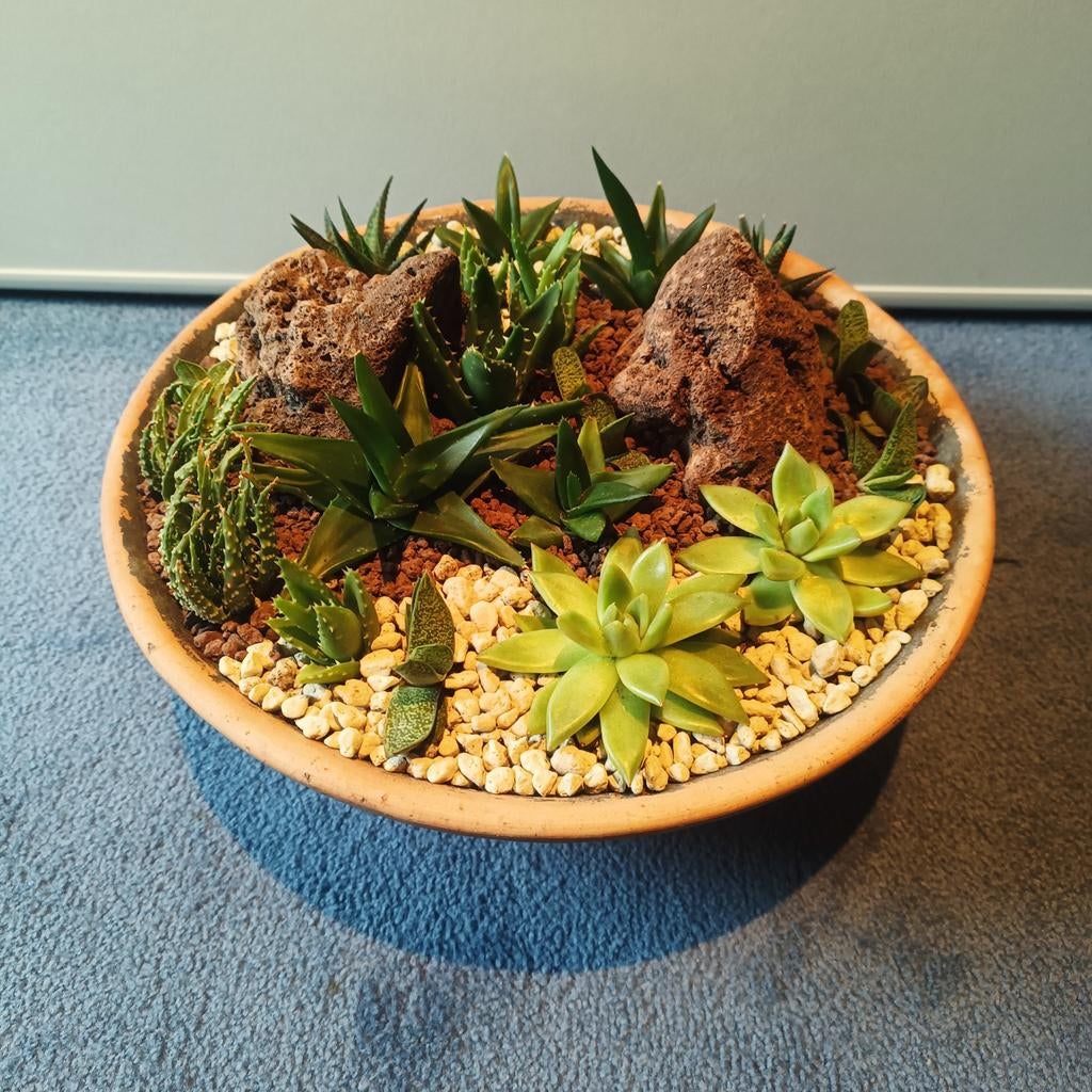 Leuke vetplantjes in terracotta schaal, Ophalen, Vetplant, Halfschaduw, In pot