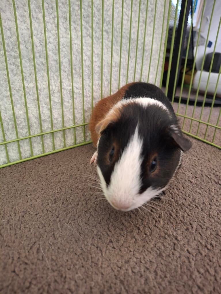 Cavia's, Dieren en Toebehoren, Knaagdieren, Cavia, Februari, Mannelijk, Tam