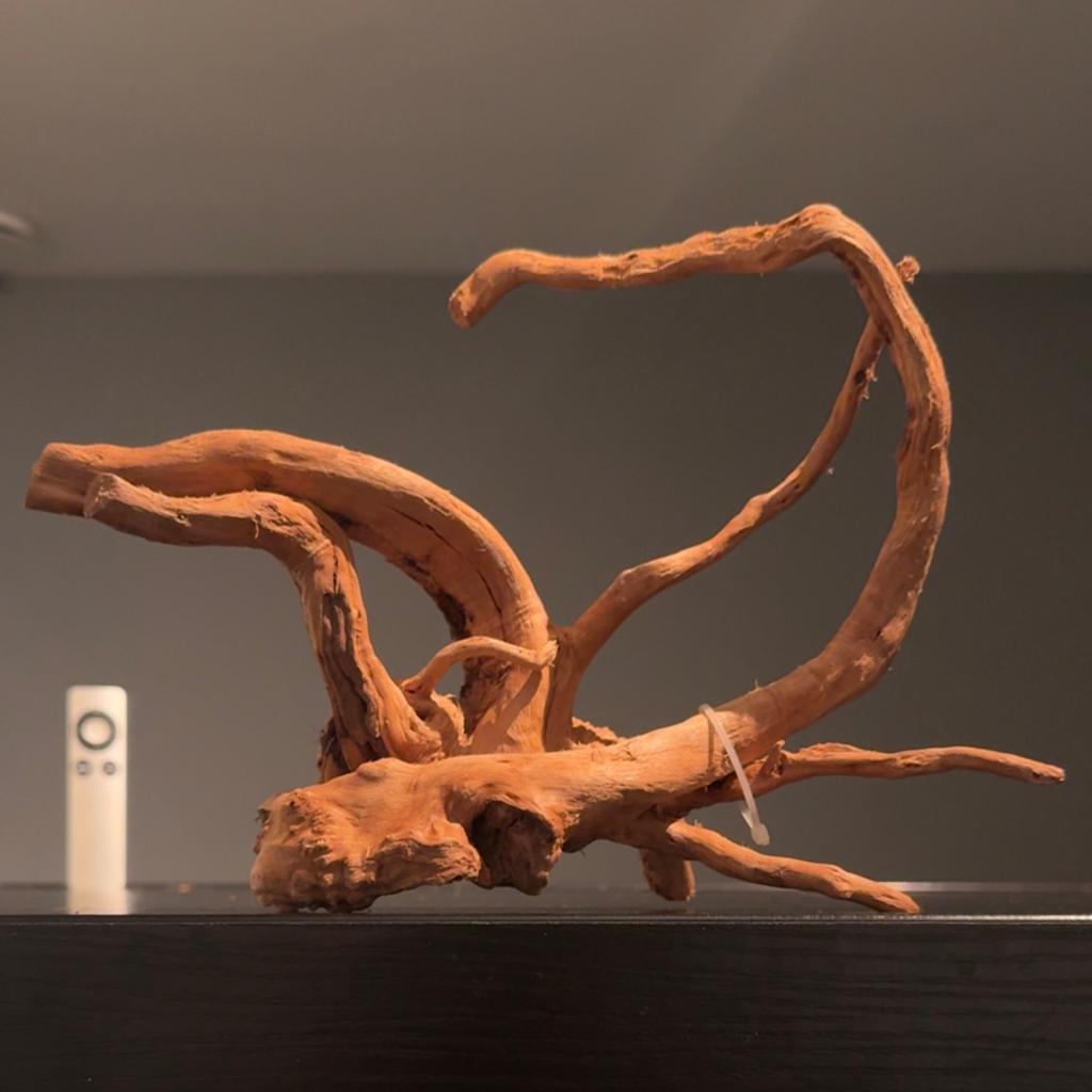 Uniek stuk Spiderwood / Driftwood / Kienhout, Hout Decoratie, Ophalen of Verzenden, Zo goed als nieuw, Plant(en), Steen of Hout