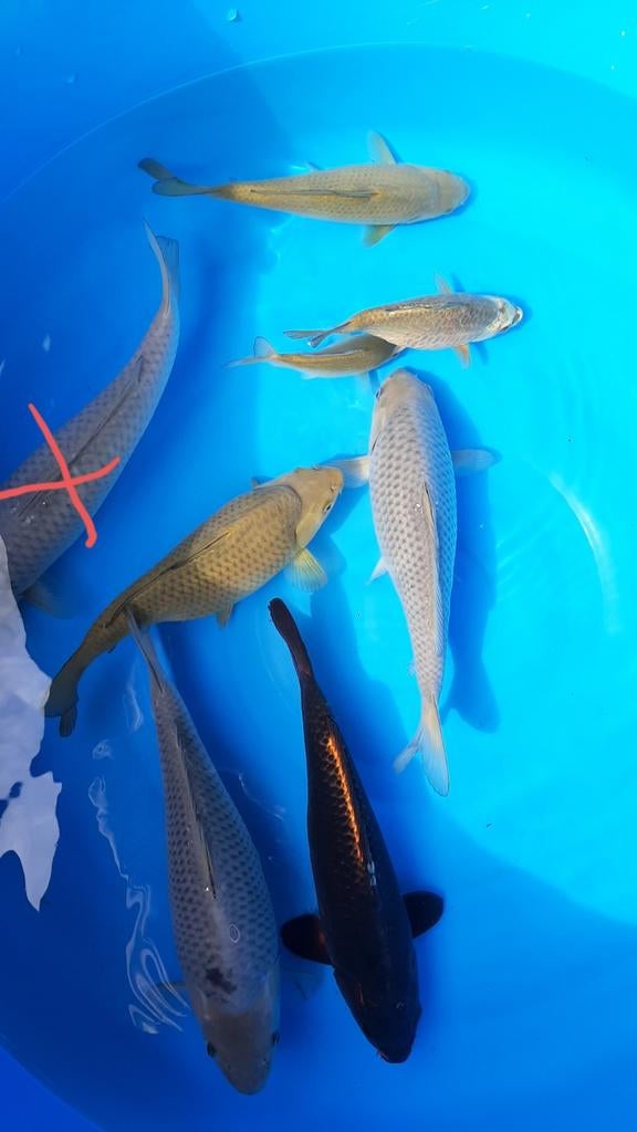 Diverse Koi, chagoi, soragoi, 20-30cm, Karper of Koi