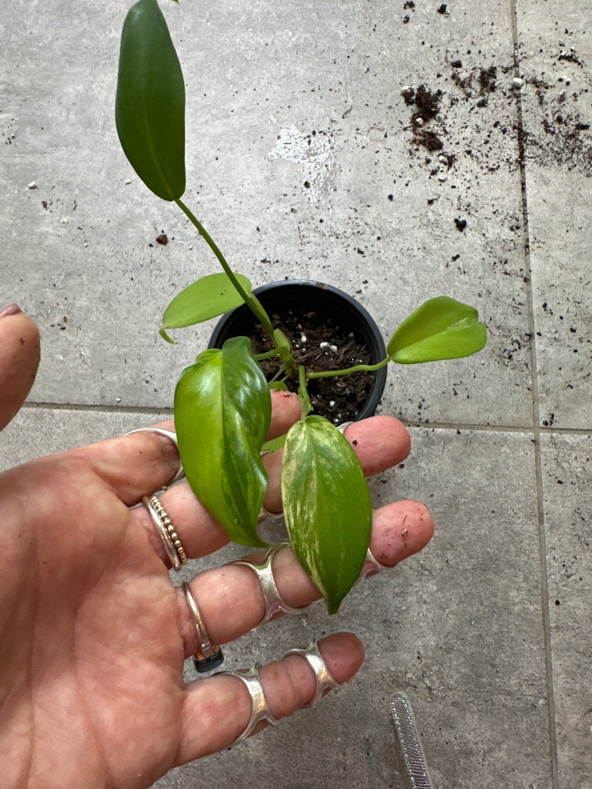 Philodendron Variegata - Prachtige Gevlekte Kamerplant, Tuin en Terras, Overige soorten, Vaste plant, Ophalen of Verzenden, Bloeit niet