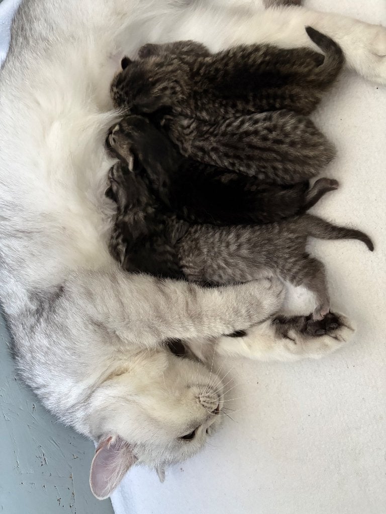 Britse korthaar kittens met stamboom, Meerdere dieren, Met stamboom, 0 tot 2 jaar