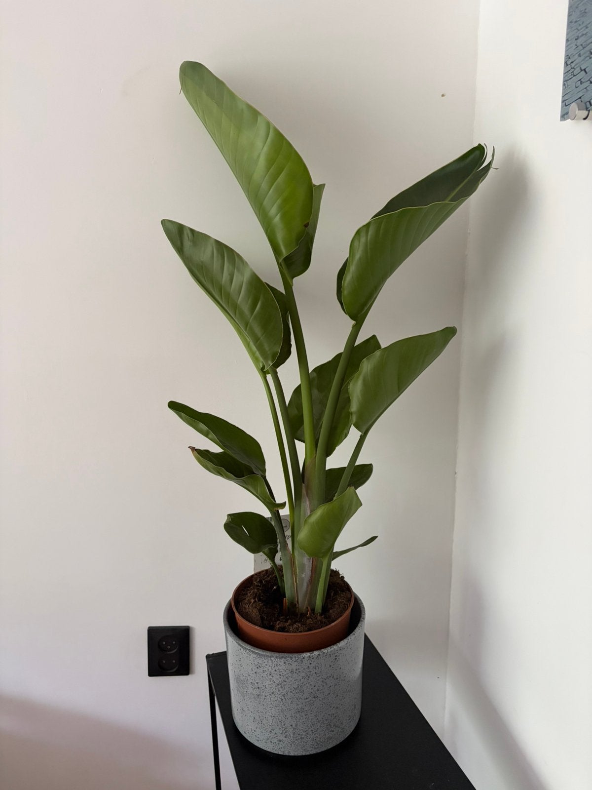 Strelizia kamerplant, Huis en Inrichting, Ophalen, Halfschaduw, Minder dan 100 cm