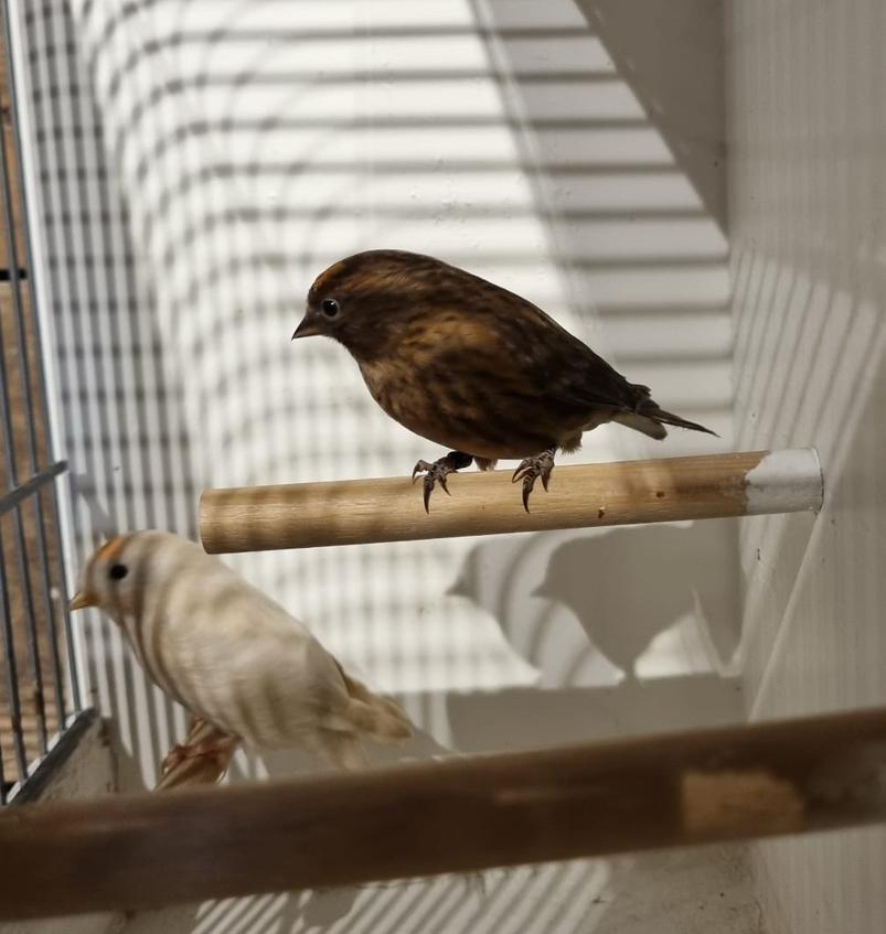 Barmsijzen, Dieren en Toebehoren, Vogels | Overige Vogels, Meerdere dieren