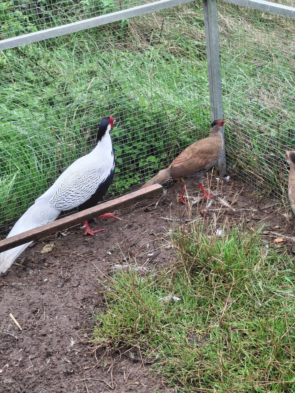 te koop 2 jonge zilverfazanten., Dieren en Toebehoren