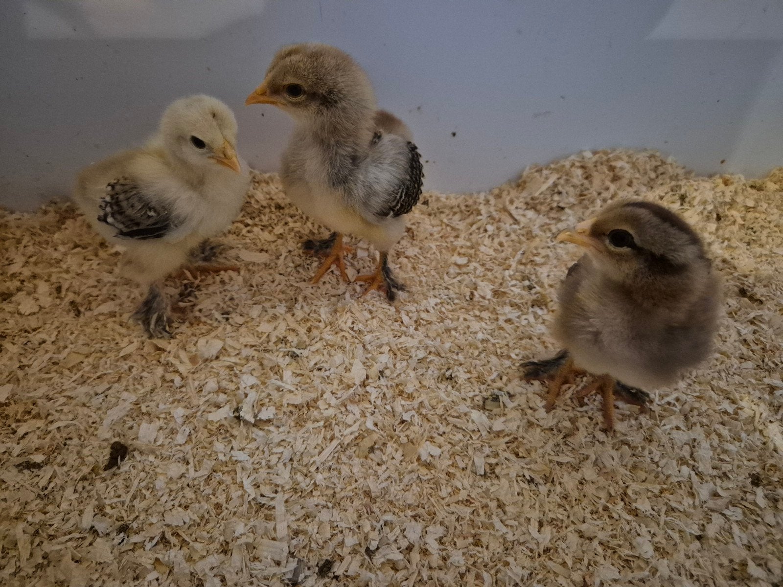 10 Bielefelder x Brahma makke kuikens, Dieren en Toebehoren, Pluimvee, Meerdere dieren, Kip