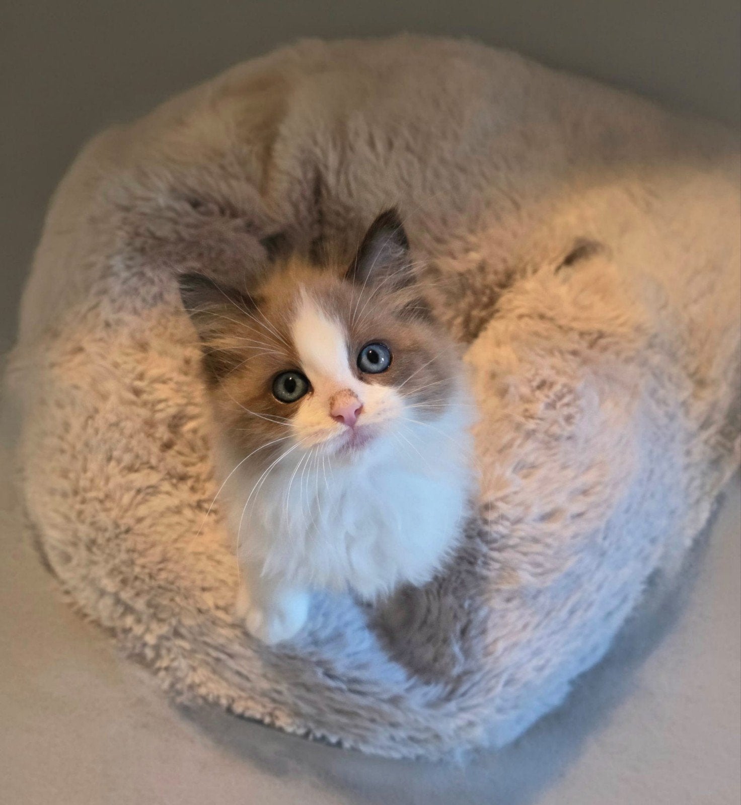 Prachtig Ragdoll katertje zoekt zijn gouden mandje!, Meerdere dieren, Ontwormd, 0 tot 2 jaar