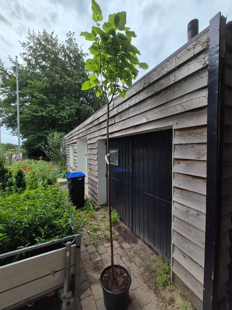 Catalpa bolboom stamhoogte ca. 200 cm., Tuin en Terras, Bloeit niet, Ophalen of Verzenden, 100 tot 250 cm, Volle zon