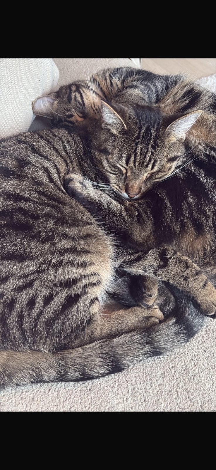 De liefste katten op zoek naar een nieuw baasje, Dieren en Toebehoren, Katten en Kittens | Raskatten | Korthaar, Kater, 3 tot 5 jaar