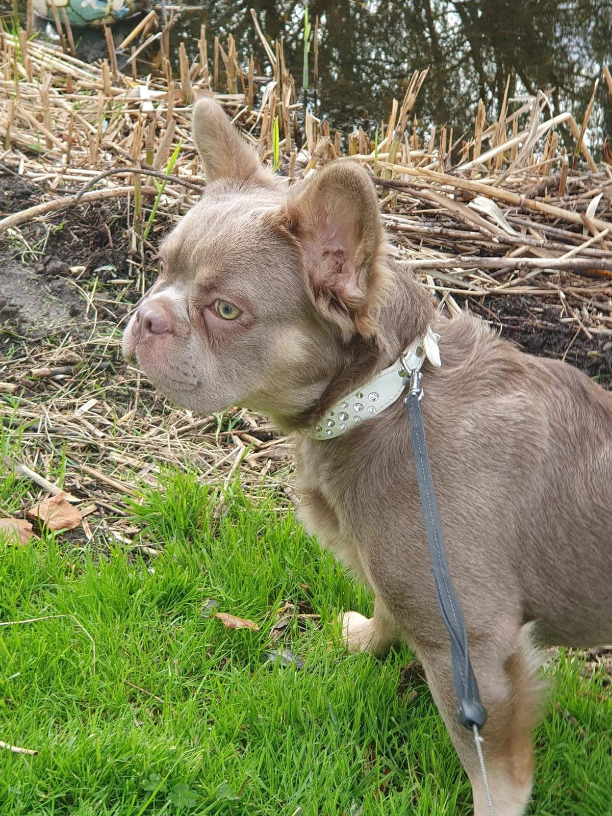 Franse bulldog dekreu Isabella tan fluffy, Dieren en Toebehoren, Honden | Bulldogs, Pinschers en Molossers, Parvo, Reu, 1 tot 2 jaar