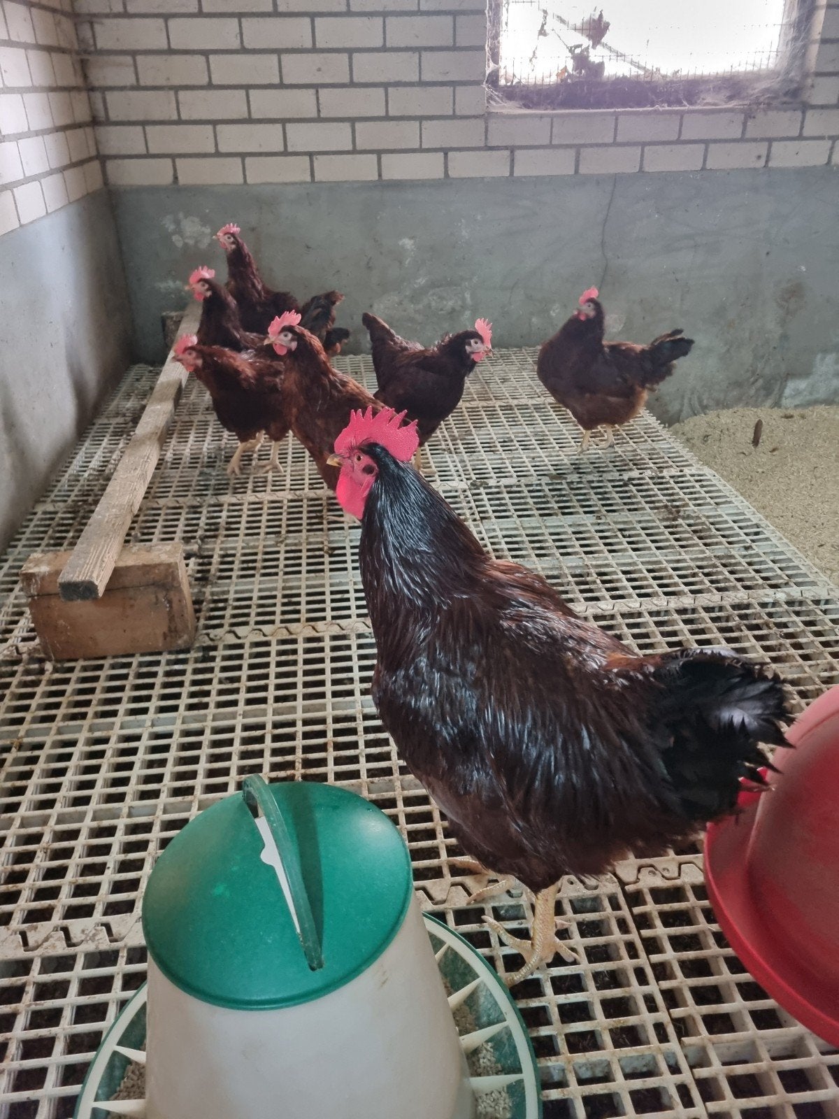 Foktoom Rhode island red, Dieren en Toebehoren, Pluimvee, Meerdere dieren, Kip