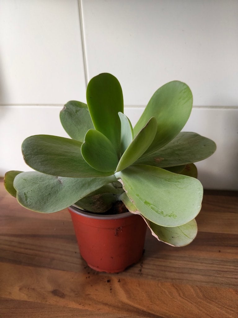 Kalanchoe thyrsiflora, Huis en Inrichting, Kamerplanten, Ophalen, Vetplant, Halfschaduw, Minder dan 100 cm