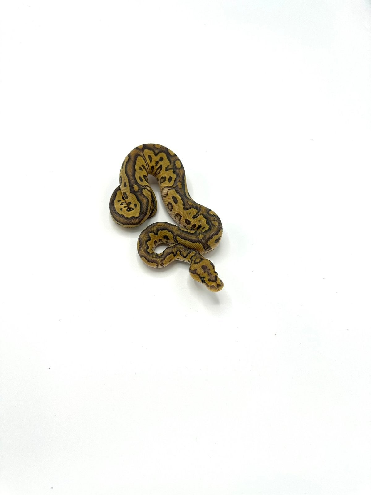 Diverse Python regius - koningspythons Ball Python photo 5
