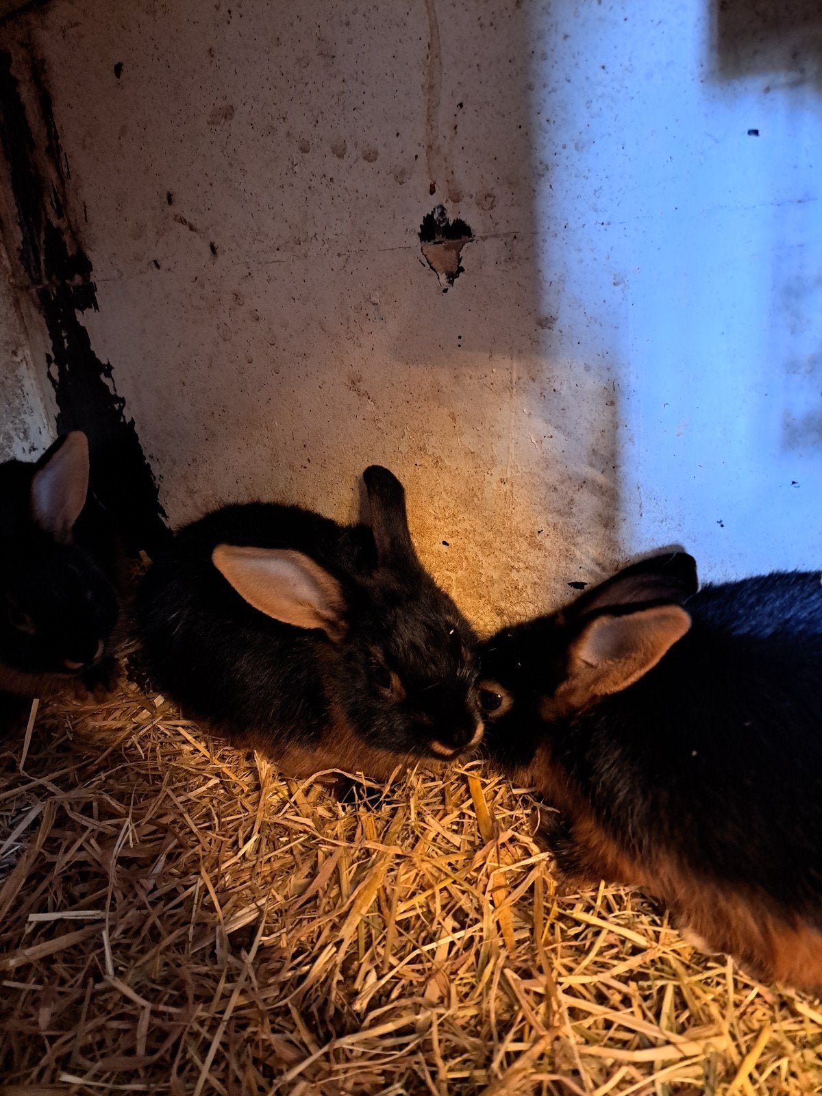 jonge Tan konijnen, Meerdere dieren, 0 tot 2 jaar