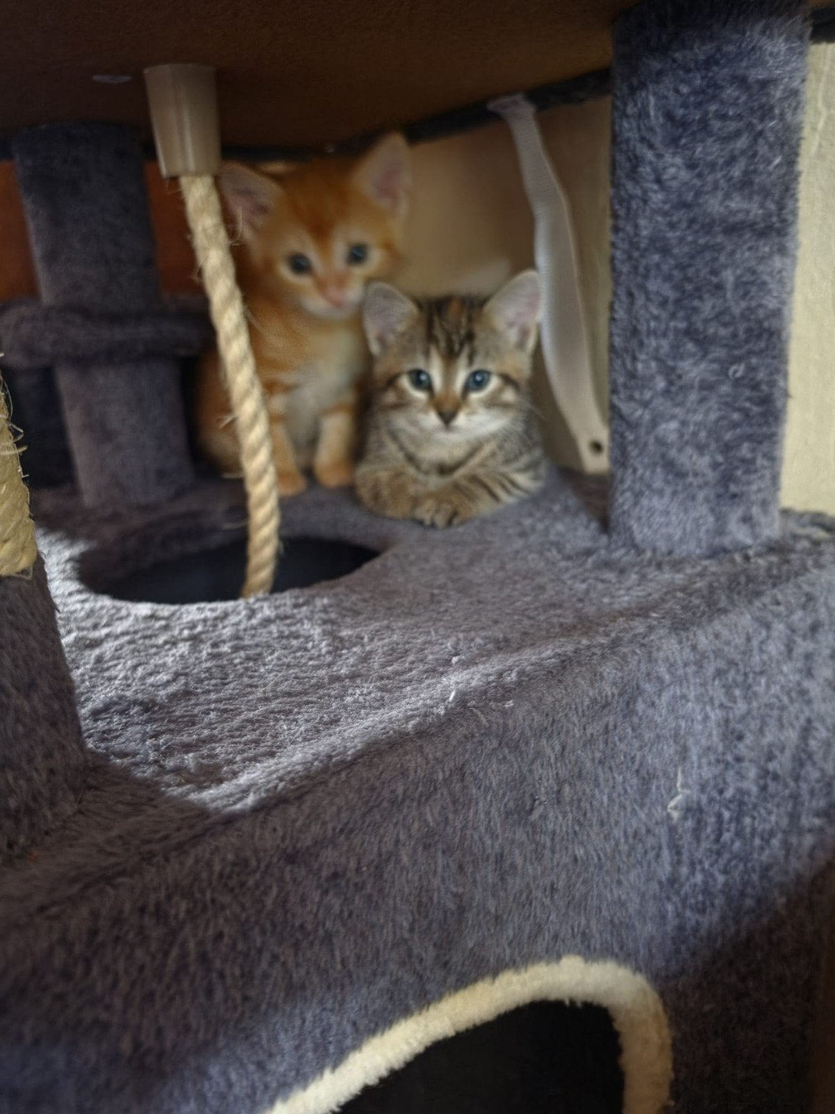 cyperse poesje en 2 zwarte katers  7 weken, Dieren en Toebehoren, Meerdere dieren, Kortharig, 0 tot 2 jaar
