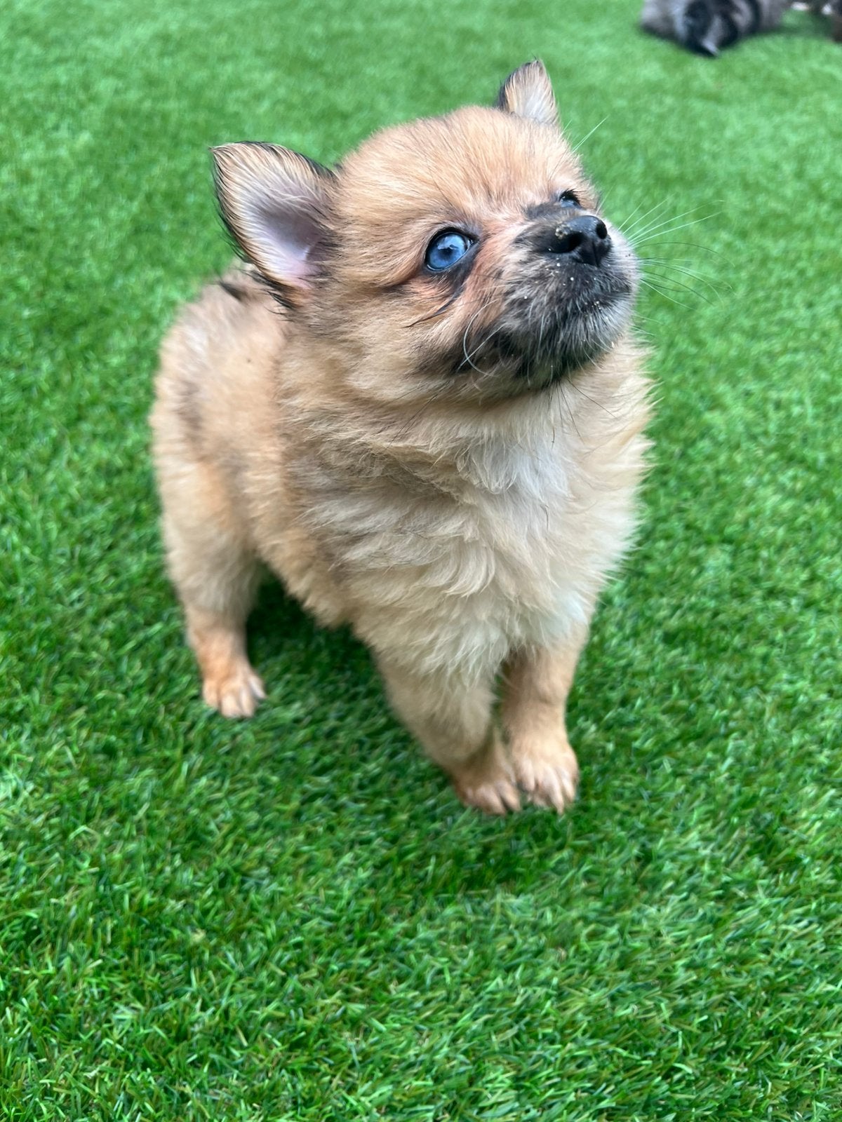 Mogen verhuizen ! Pomeriaan X kees pups teef reu, Dieren en Toebehoren, Honden | Chihuahua's en Gezelschapshonden, Parvo, Overige rassen