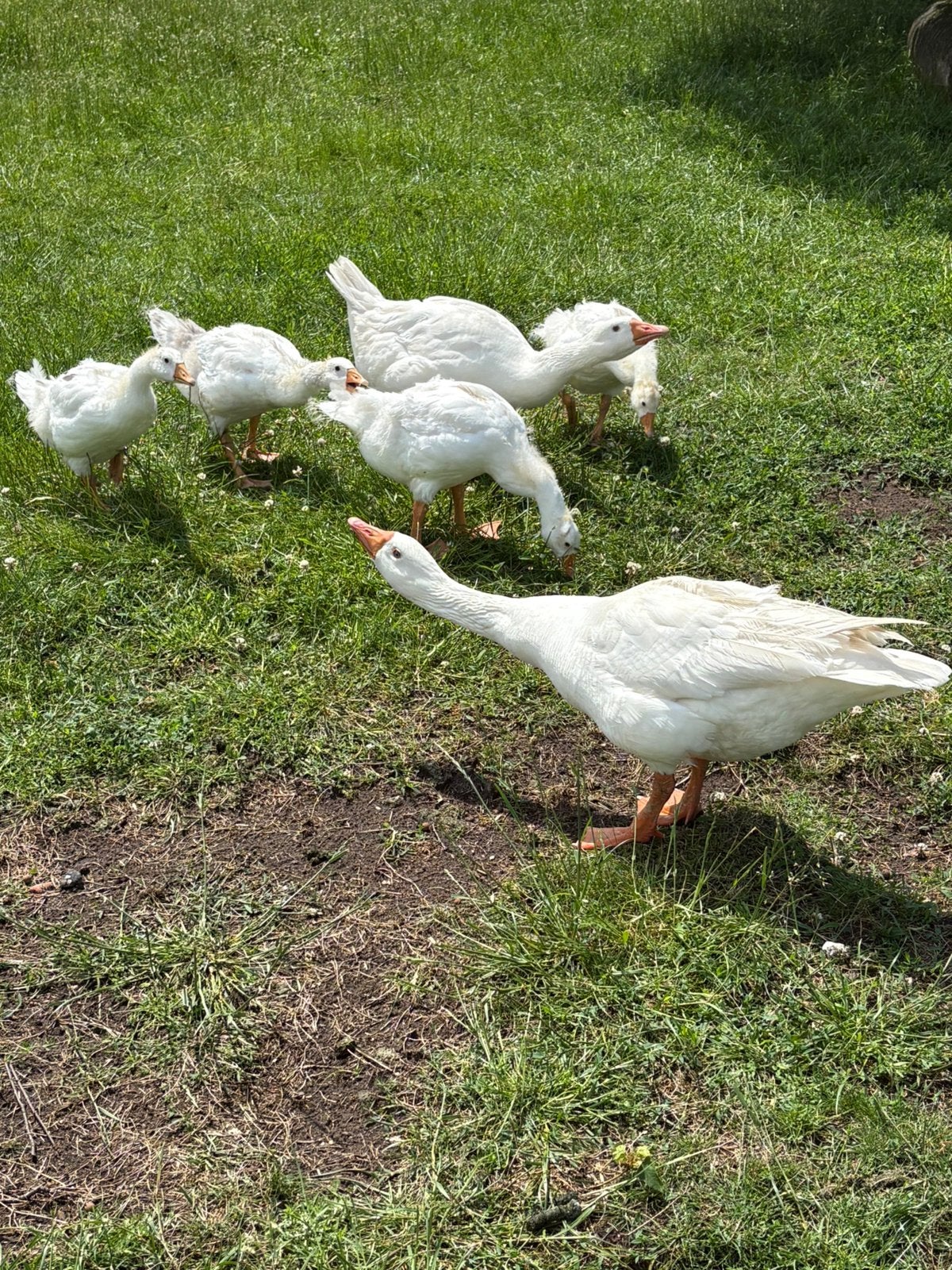 Jonge Ganzen, Dieren en Toebehoren, Pluimvee, Meerdere dieren, Gans of Zwaan