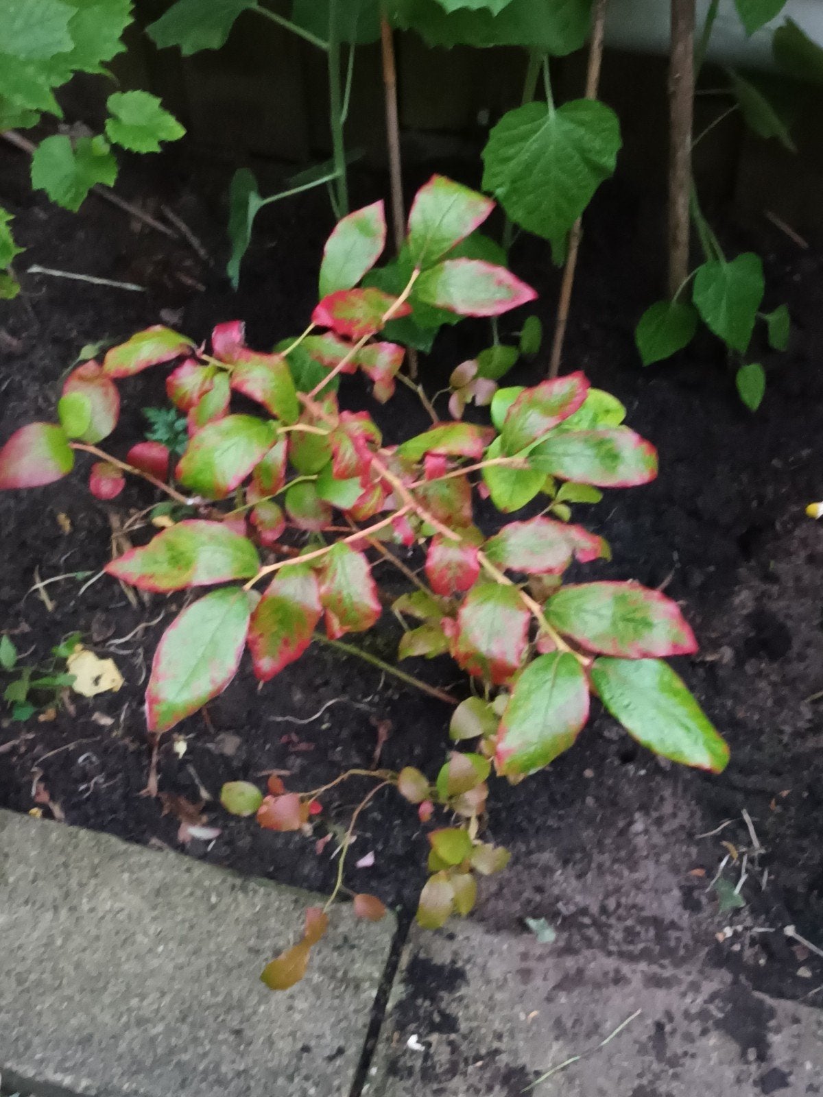 Blauwe bes struik - Heerlijke bessen uit eigen tuin!, Volle zon, Vaste plant, Ophalen of Verzenden, Fruitplanten