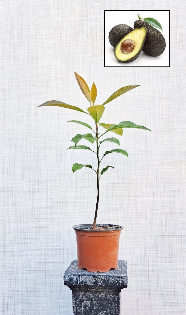1 Avocado Boompje- Persea Americana Hass, Tuin en Terras, Minder dan 100 cm, Overige soorten, Volle zon, In pot