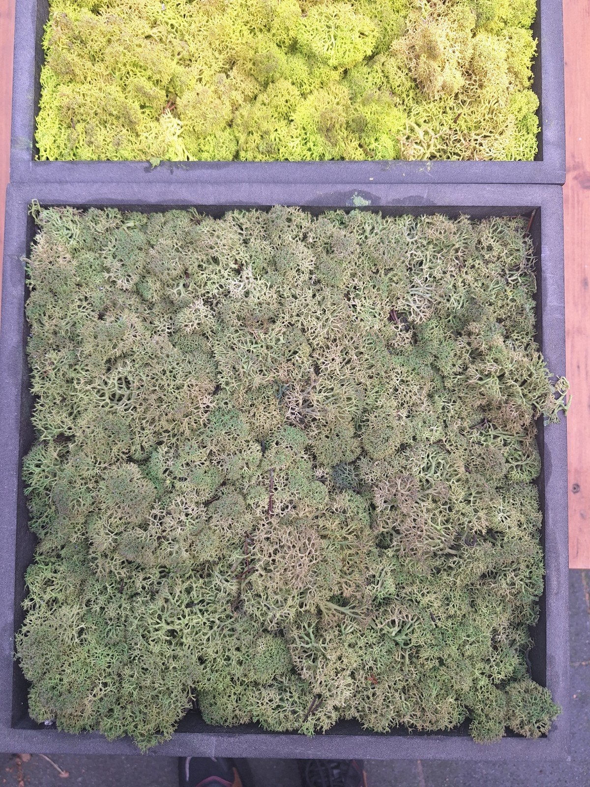 Wanddecoratie van echt mos, Meerkleurig, Nieuw, Ophalen of Verzenden, Natuurlijk materiaal