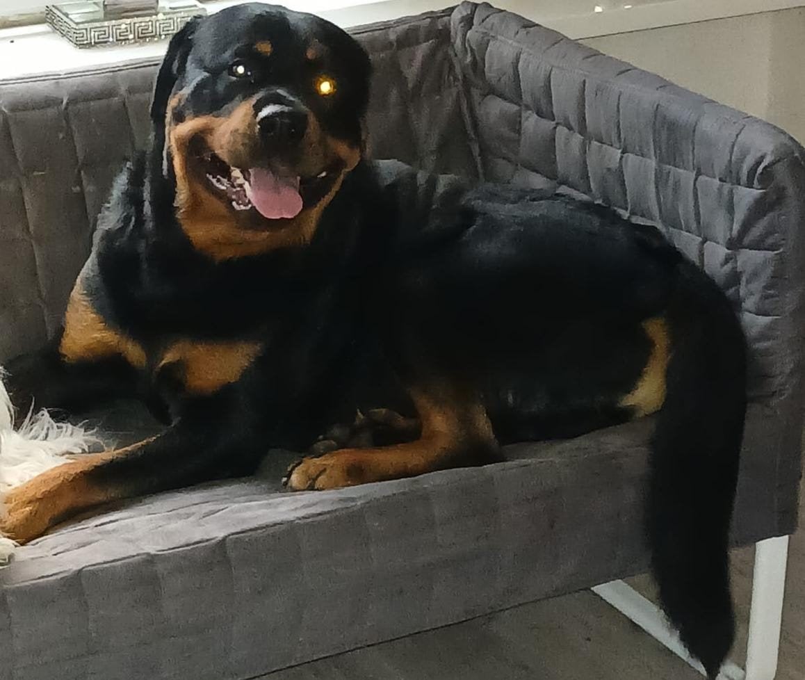 rottweiler reu, Reu, 1 tot 2 jaar, Eén hond, Rottweiler