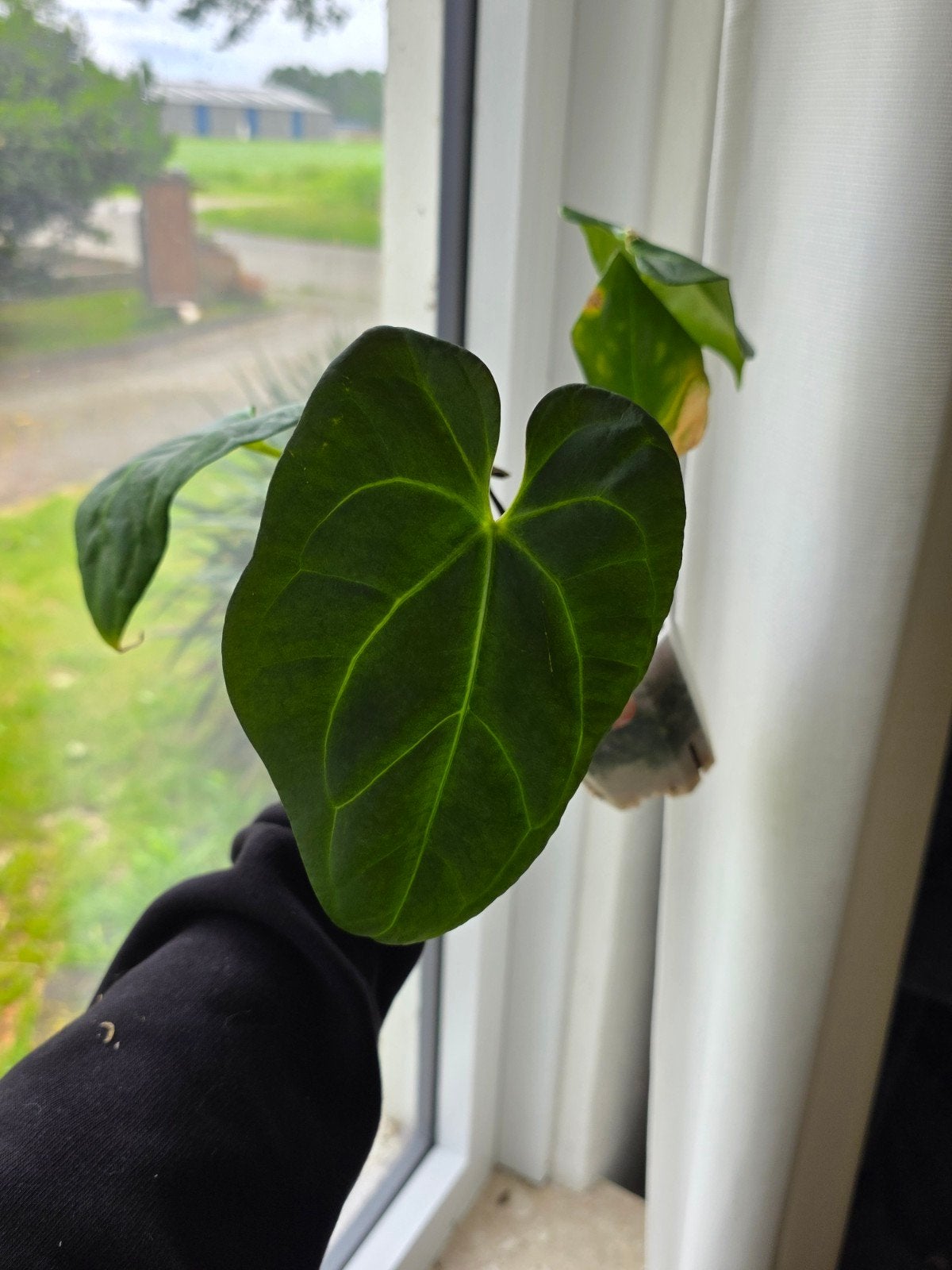 Anthurium noid, Ophalen of Verzenden, Halfschaduw, Minder dan 100 cm