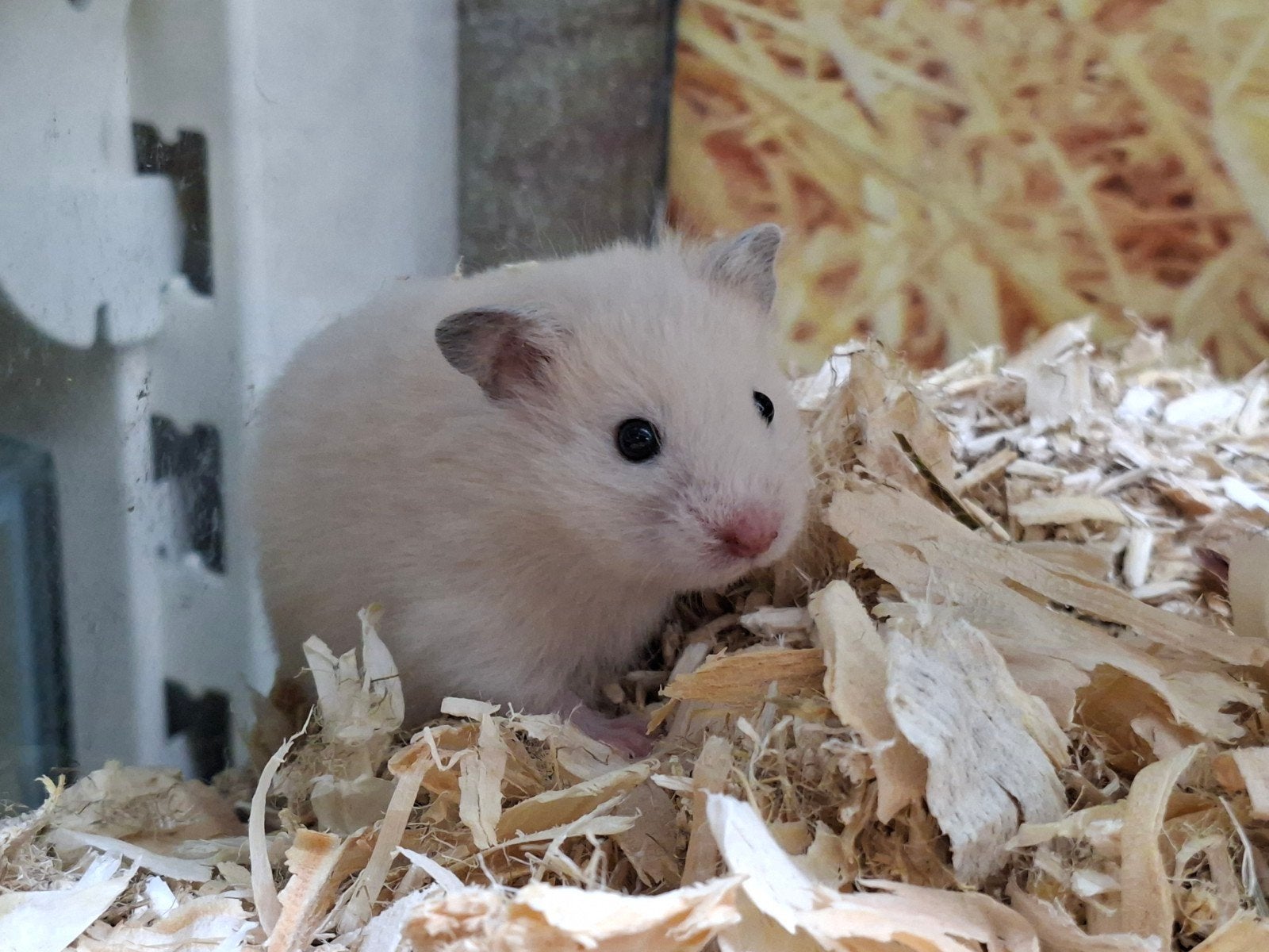 Hele leuke Syrische hamster vrouwen, Dieren en Toebehoren, Juli, Vrouwelijk, Hamster