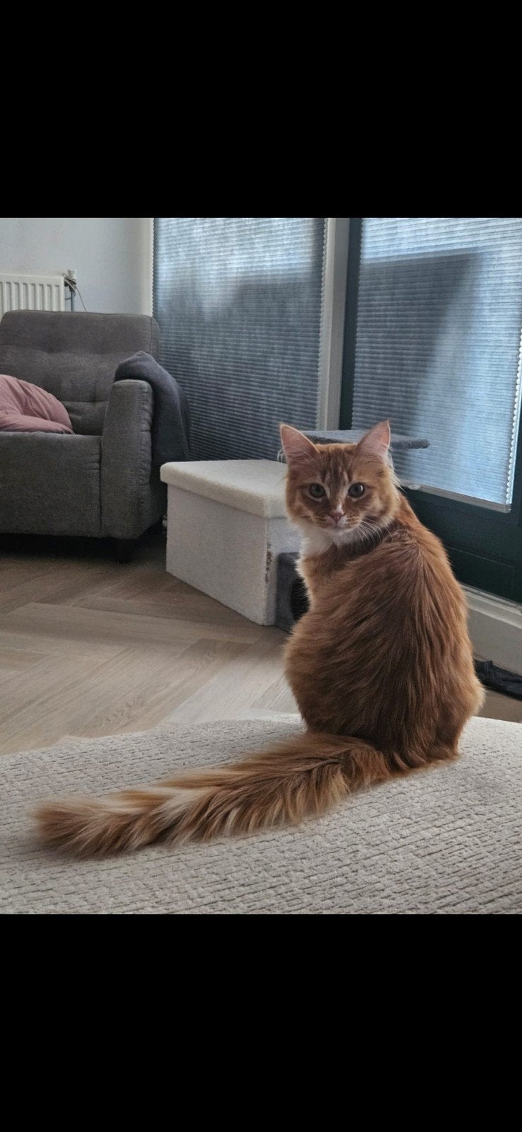 Rood Maine Coon stamboom zoekt nieuw huisje, Dieren en Toebehoren, Katten en Kittens | Raskatten | Langhaar, Kater, Ingeënt, 0 tot 2 jaar