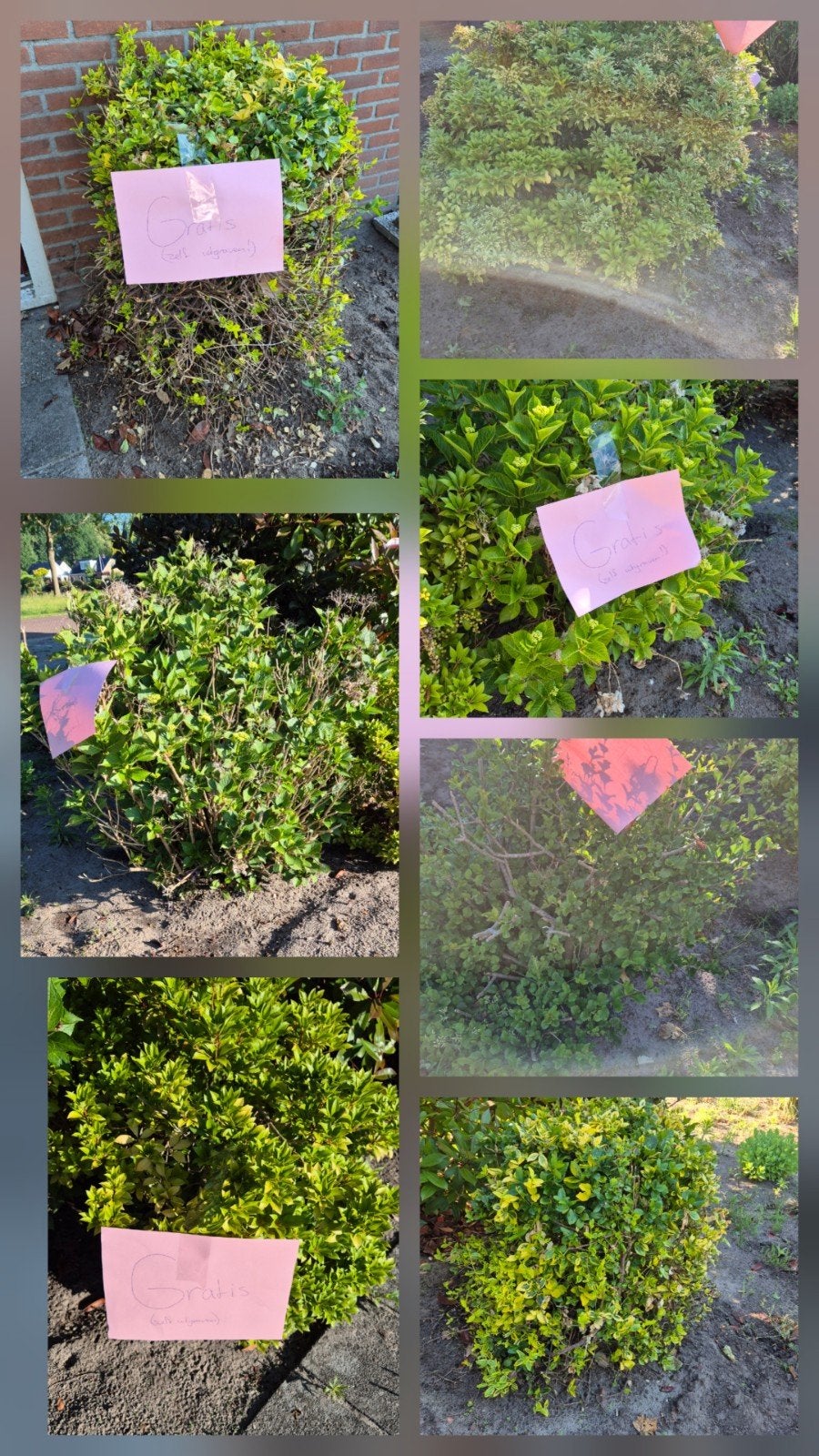 Gratis struiken (zelf uitgraven), Tuin en Terras, Ophalen, Hortensia, Struik, Minder dan 100 cm