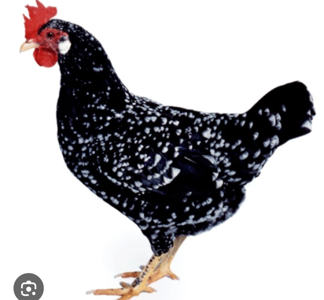 Mooie Jong kippen kip kipjes, Dieren en Toebehoren, Pluimvee