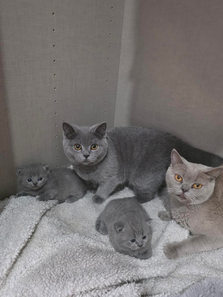 Britse Korthaar Kittens, Dieren en Toebehoren, Meerdere dieren, Ontwormd