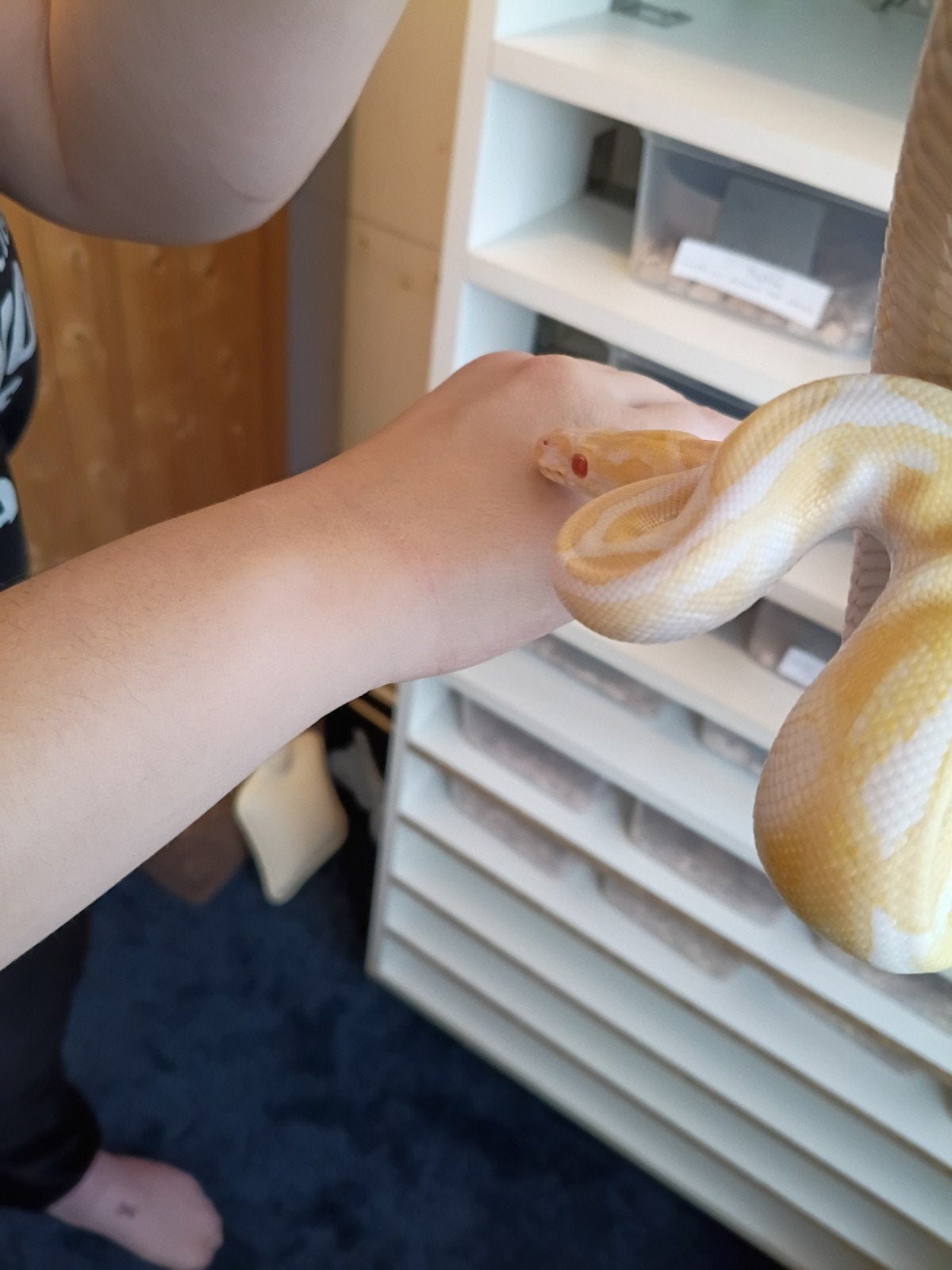 ball python Albino Ball Python photo 2