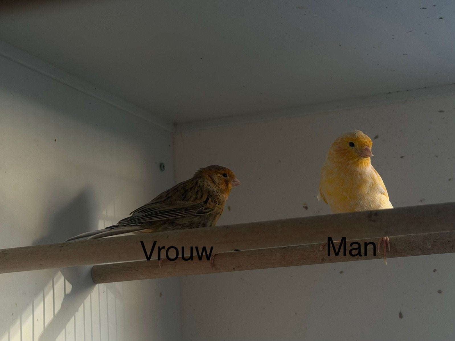 Koppel kanaries, Dieren en Toebehoren, Meerdere dieren, Kleurkanarie