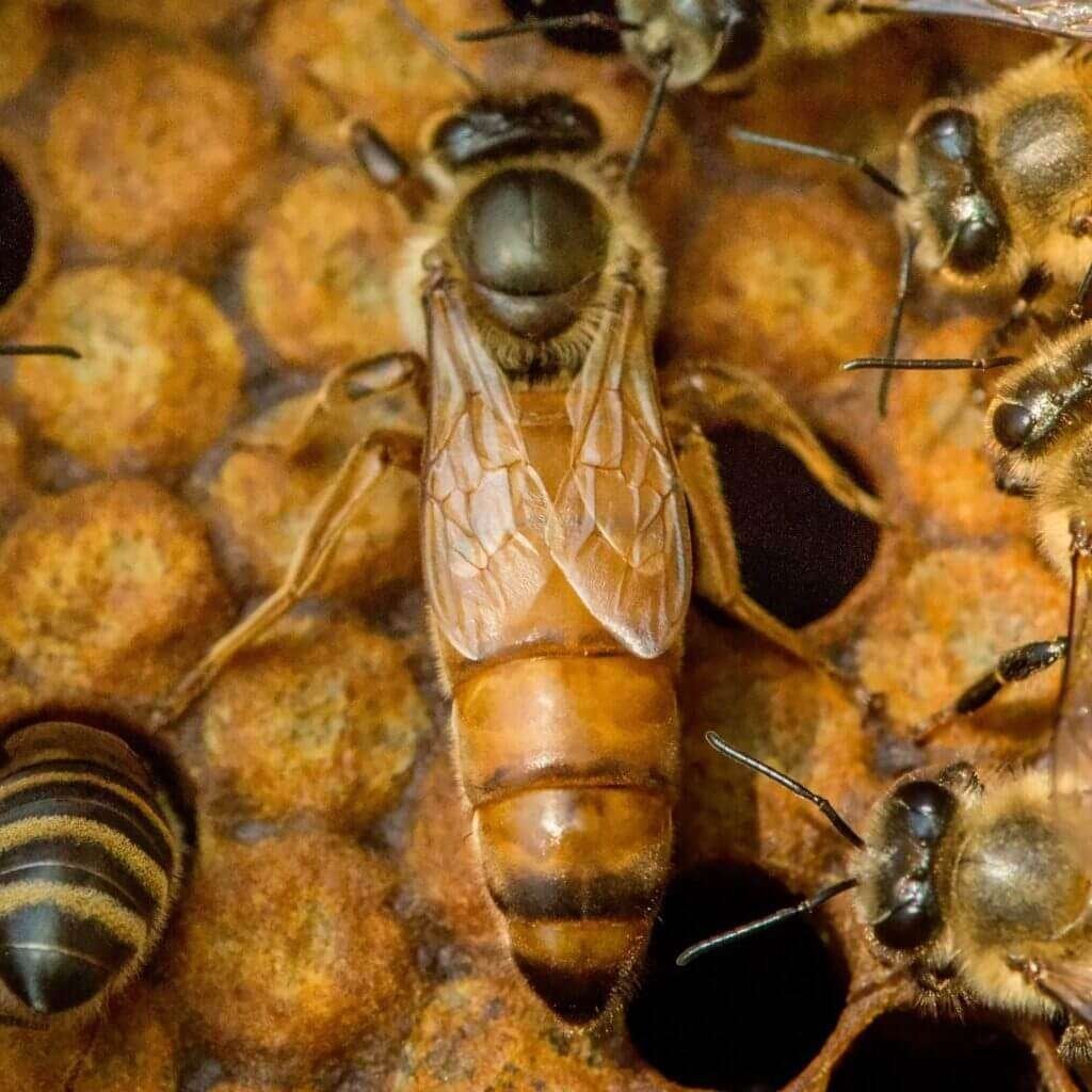 2 x Buckfast F2 queens from this year for sale., Dieren en Toebehoren, Insecten en Spinnen, Bijen