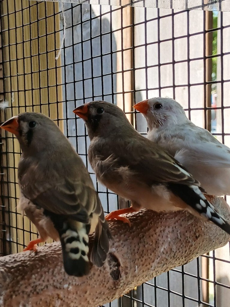 Zebra vink, Dieren en Toebehoren, Vogels | Overige Vogels, Mannelijk, Tropenvogel