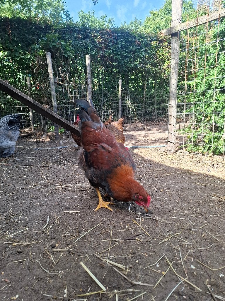 4 Welsumer hanen 3 maanden, Mannelijk, Kip