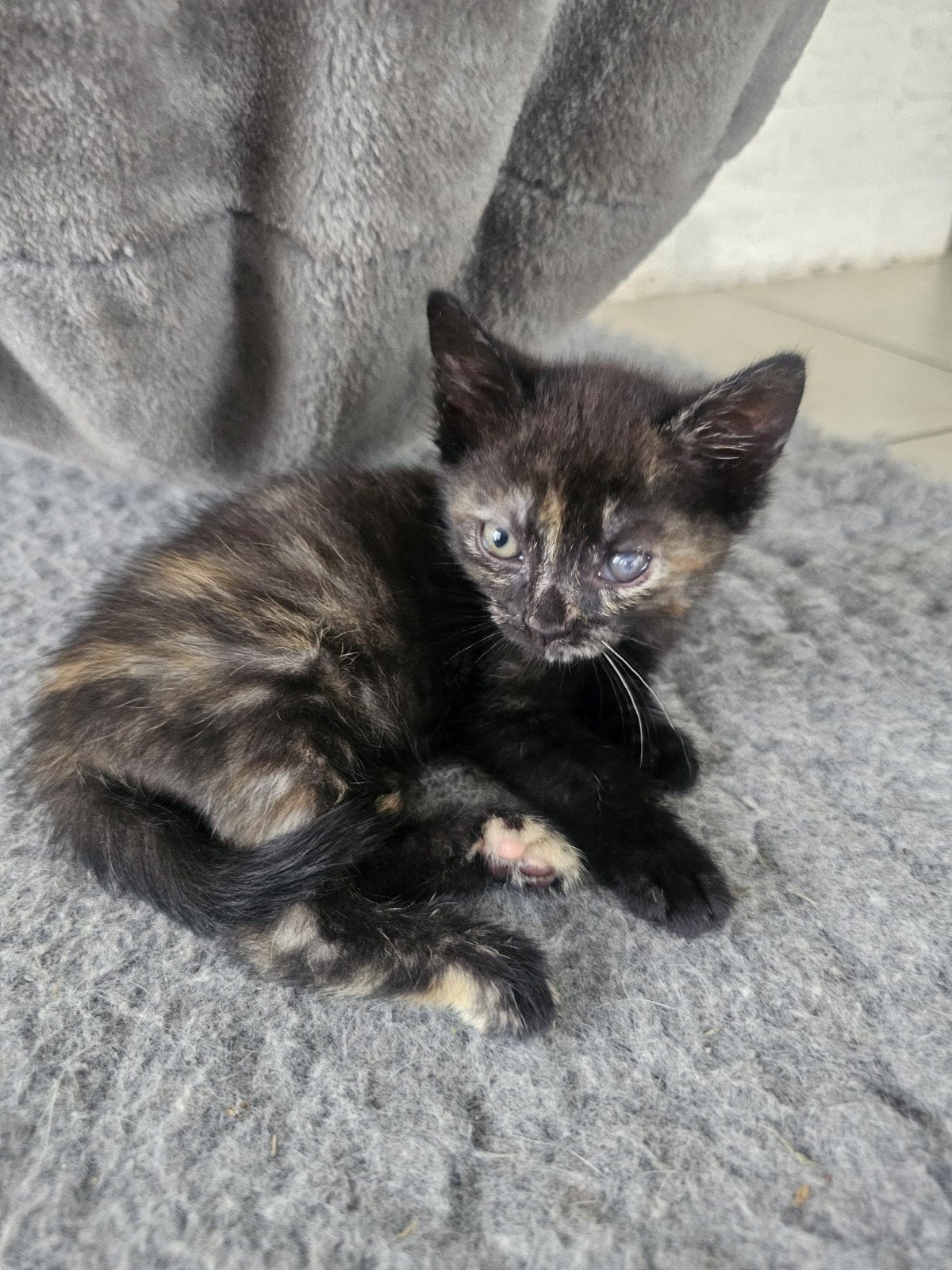 Kittens