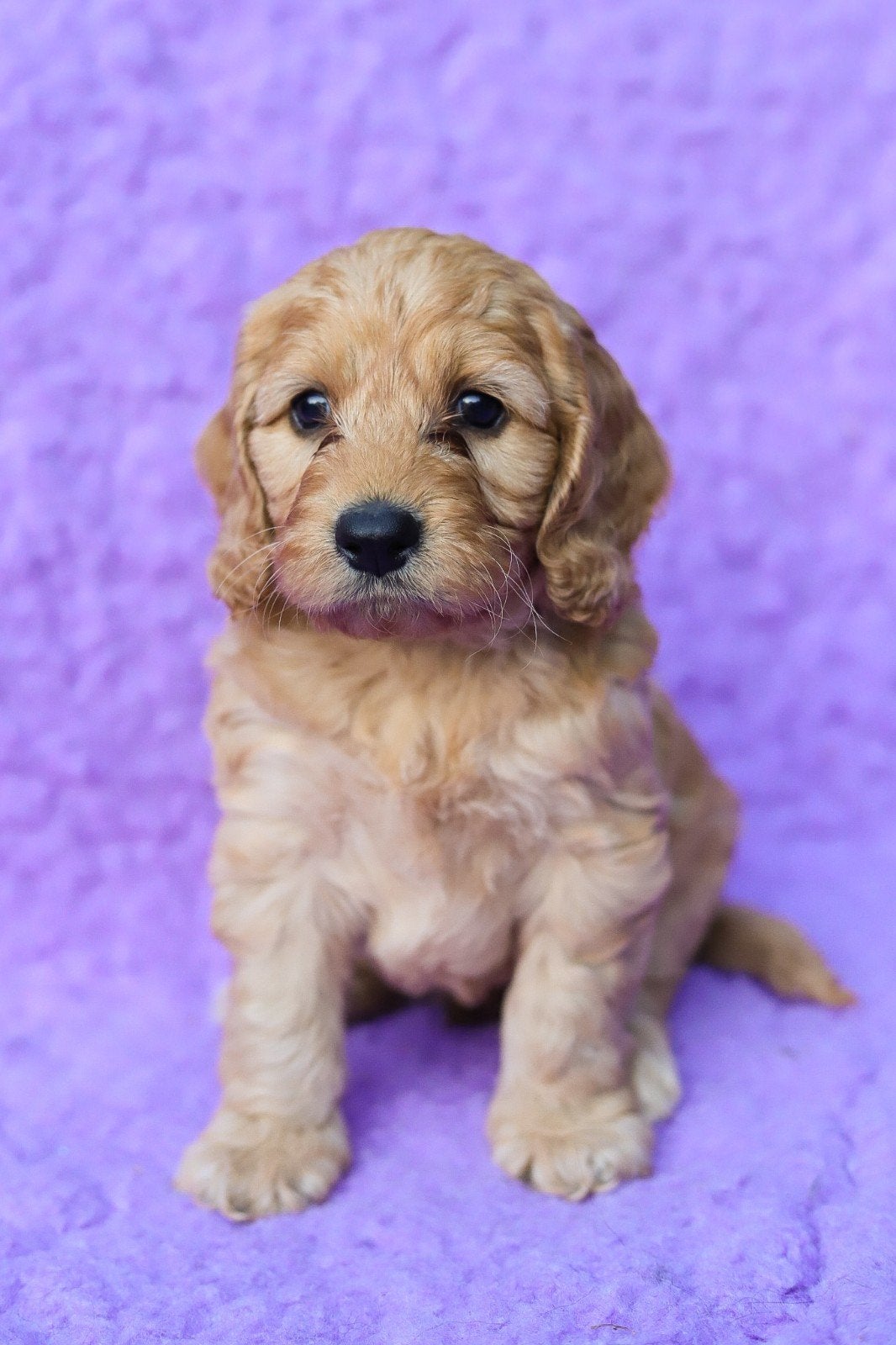 Cockapoo pup, Overige rassen, 8 tot 15 weken, Parvo, Meerdere