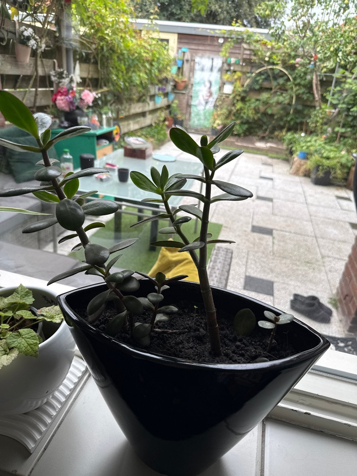 Mooie Crassula Ovata (Jadeplant) in zwarte pot, Overige soorten, Volle zon, Vaste plant, Ophalen of Verzenden