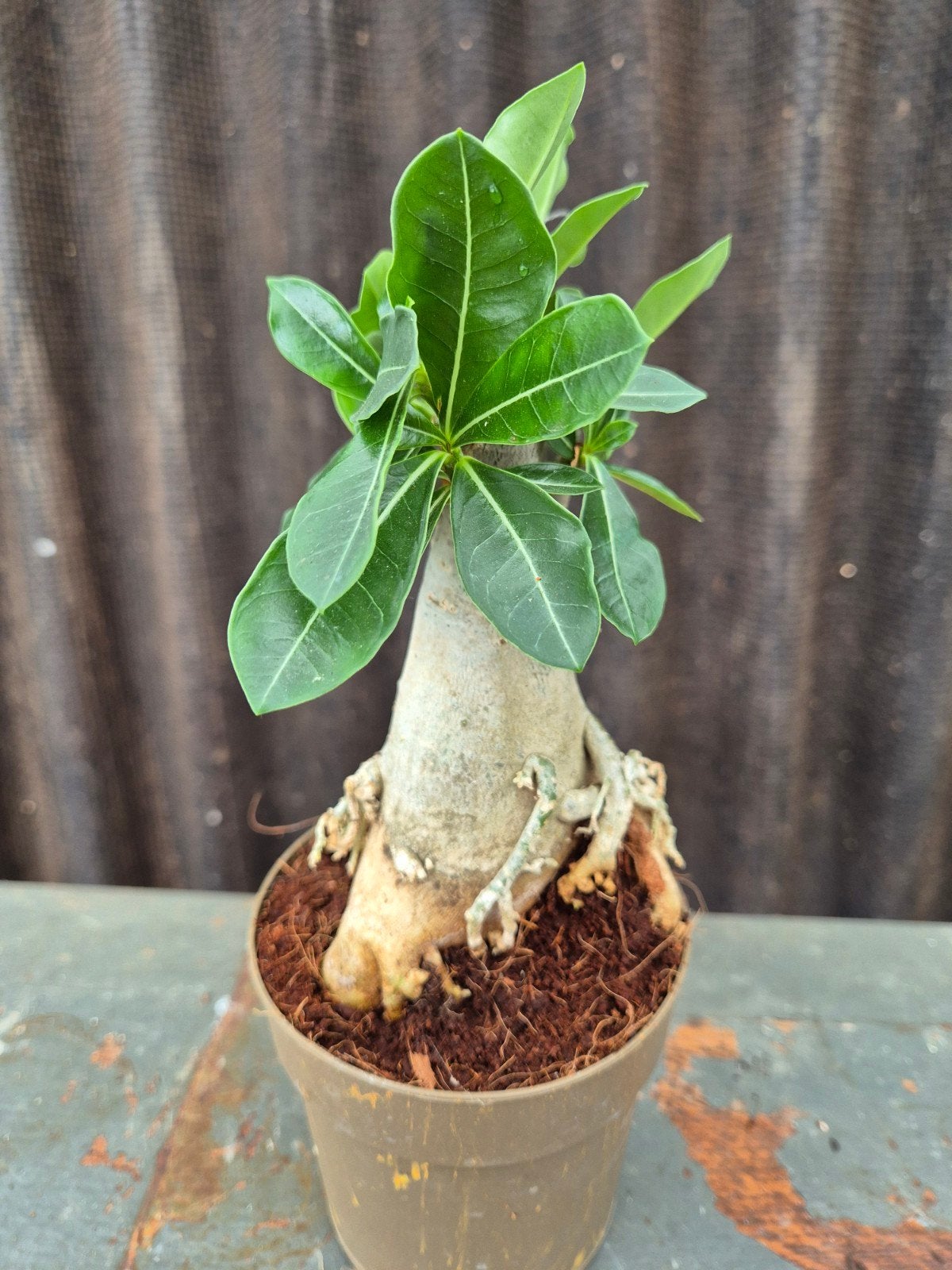 Adenium Baobab p11 (6), Ophalen of Verzenden, Halfschaduw, Minder dan 100 cm