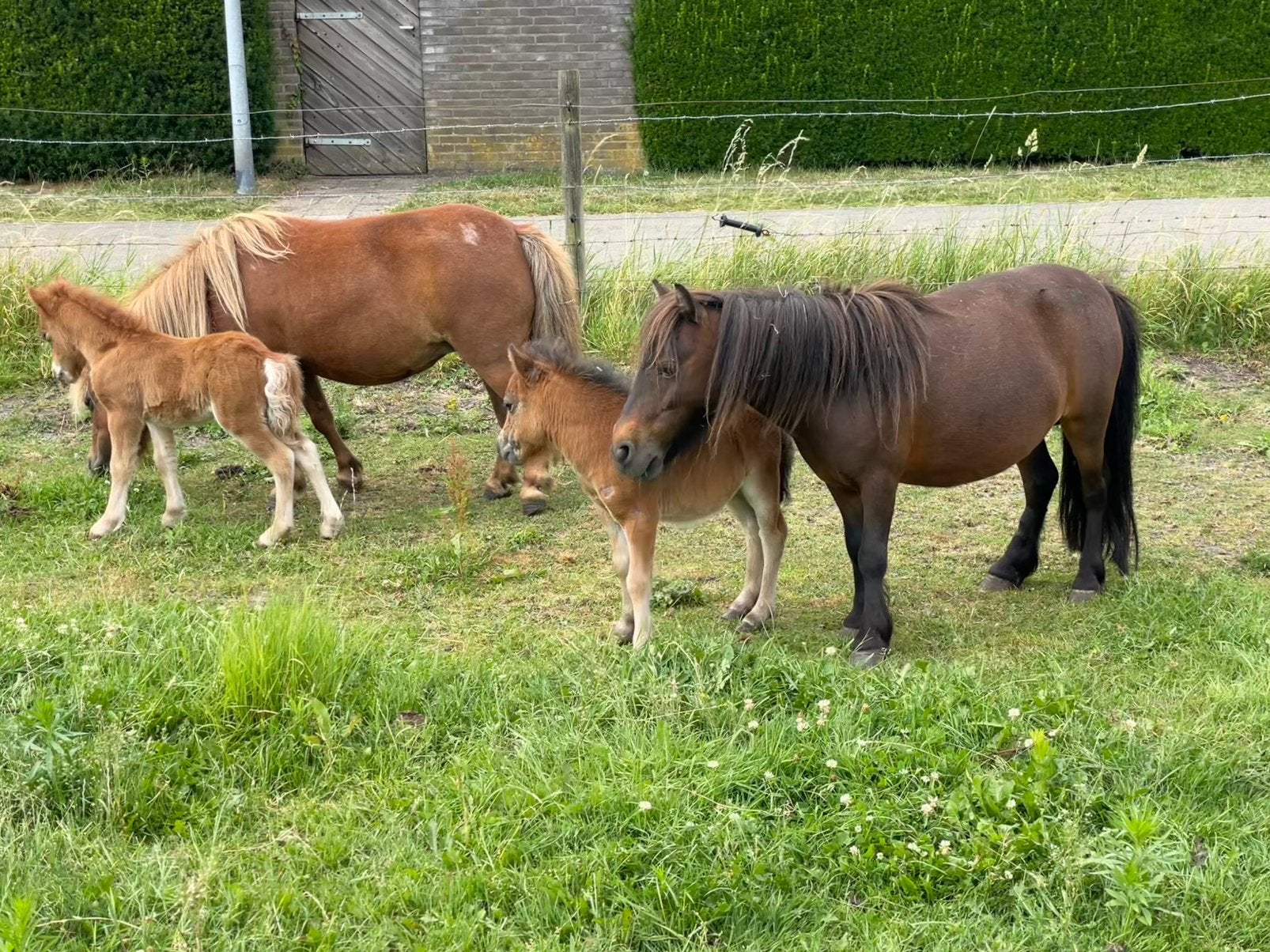 3 Merries met merrie veulens, Merrie
