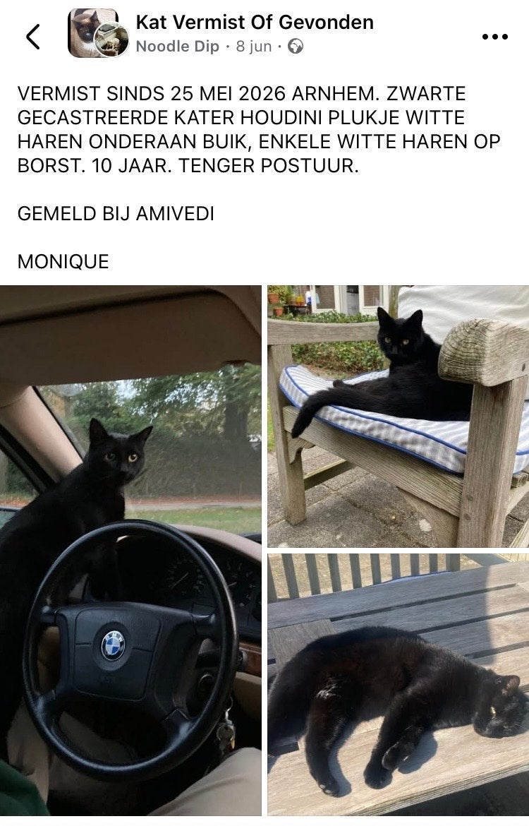 VERMIST IN ARNHEM, ALTEVEER BUURT HAZEGRIETJE. ZWARTE KATER., Kat
