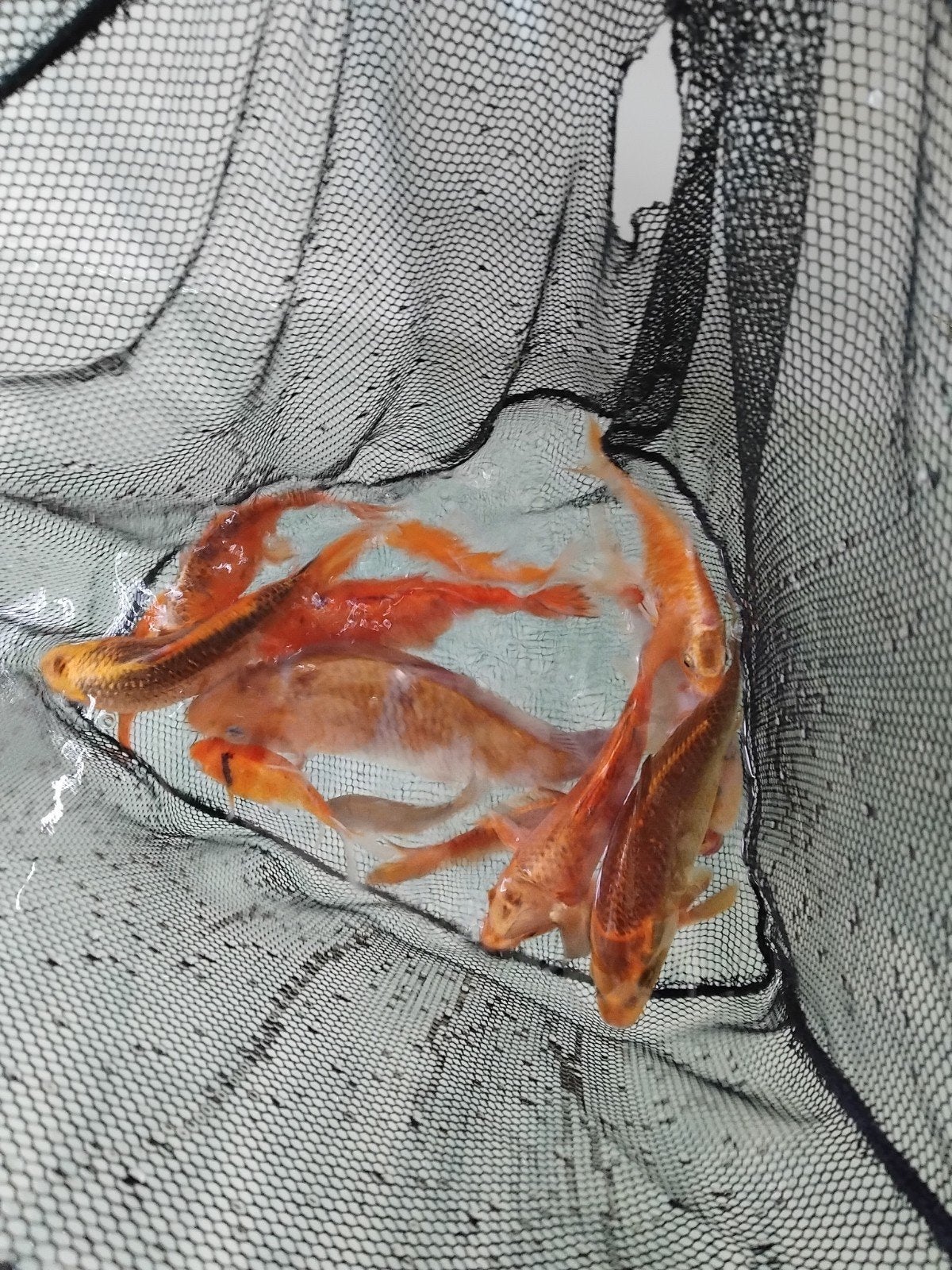 Koi, Dieren en Toebehoren, Vissen | Vijvervissen, Karper of Koi