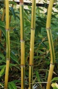 Groot assortiment bamboe, Ophalen, Bamboe, Haag, 250 cm of meer