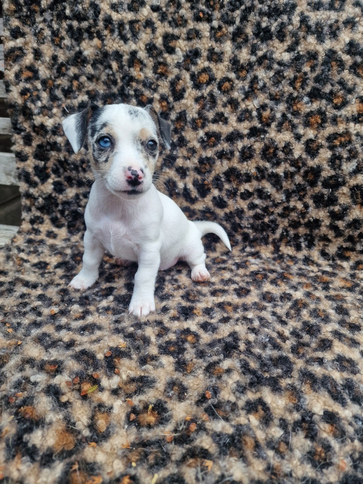 Leuke,mooie jack russels puppy's, Dieren en Toebehoren, Honden | Jack Russells en Terriërs, Jack Russell Terriër, 8 tot 15 weken