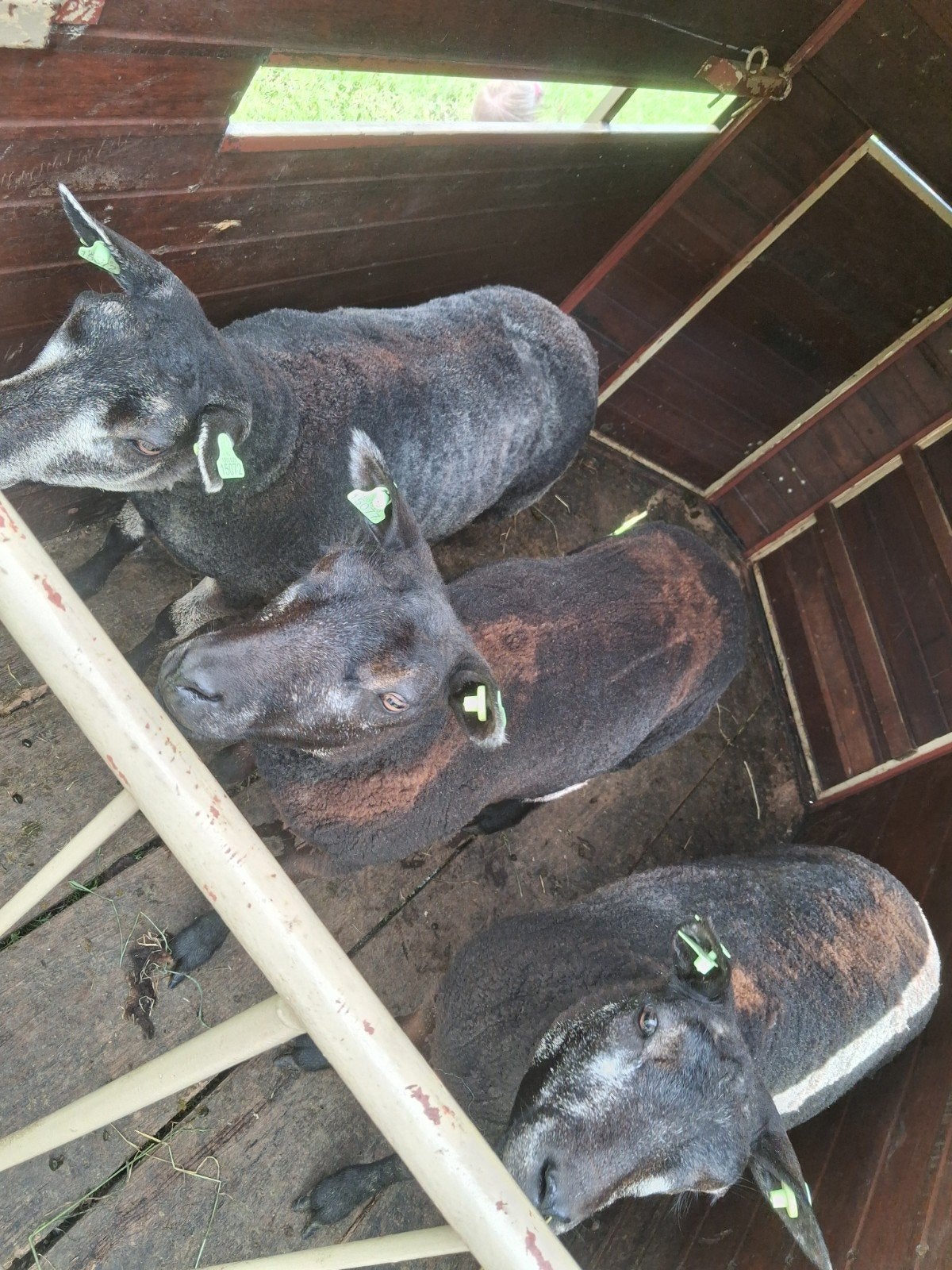 Blauwe Texelaar stamboek, Dieren en Toebehoren, Vrouwelijk, Schaap, 0 tot 2 jaar