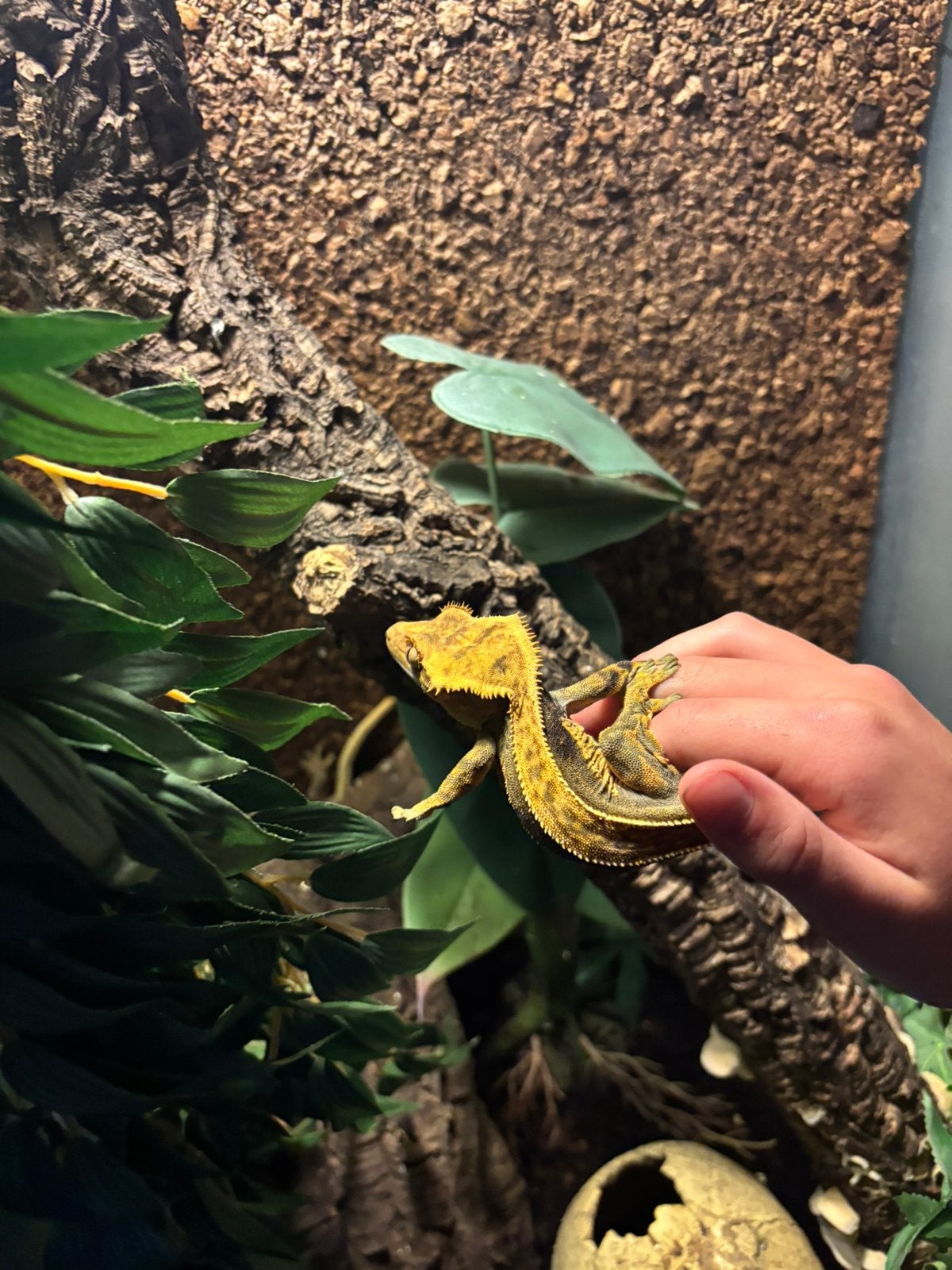 Terrarium met 2 wimpergekko’s – compleet ingericht, Dieren en Toebehoren, Hagedis, Met terrarium, 3 tot 6 jaar