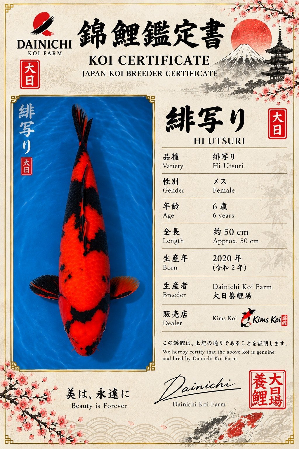 japanse koi hi utsuri, Karper of Koi