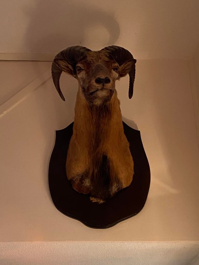 Mooie opgezette Moeflonkop, Ophalen of Verzenden